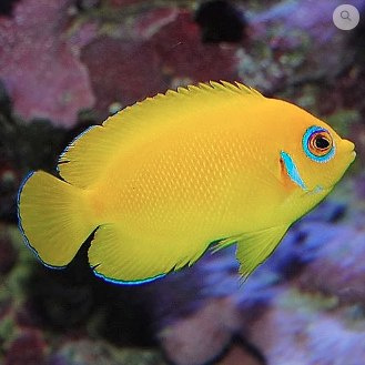 sklepjonafish > Centropyge flavissima